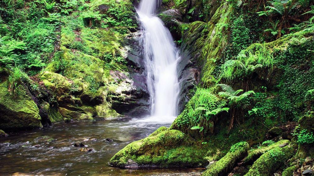 Dolgoch Falls pouring into a pool between mossy rocks and ferns