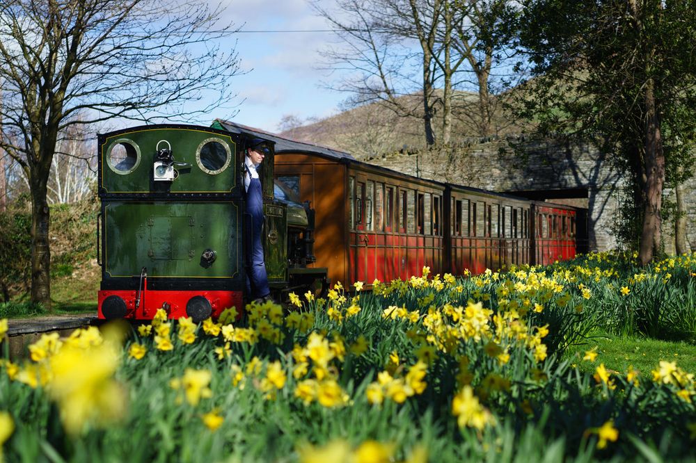 A green Talyllyn Railway steam locomotive and red carriages passing daffodils